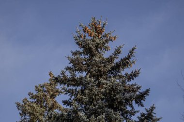 gür ve güzel bir Noel ağacı mavi gökyüzünün arka planında duruyor.