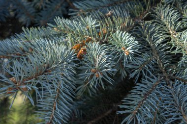 Şehrin ortasındaki bir parkta, Noel ağacının üzerinde güzel yeşil dallar.