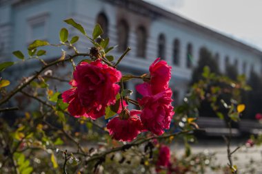 Izyum, Ukrayna. - 10 Kasım 2023: Güzel pembe güller yanıp kül olan bir binanın yanında çiçek açtı.