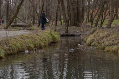 Kharkiv, Ukrayna. - 11 Kasım 2023: Sarzhyn Yar parkında bir kadın sonbahar parkında ördekleri besliyor.