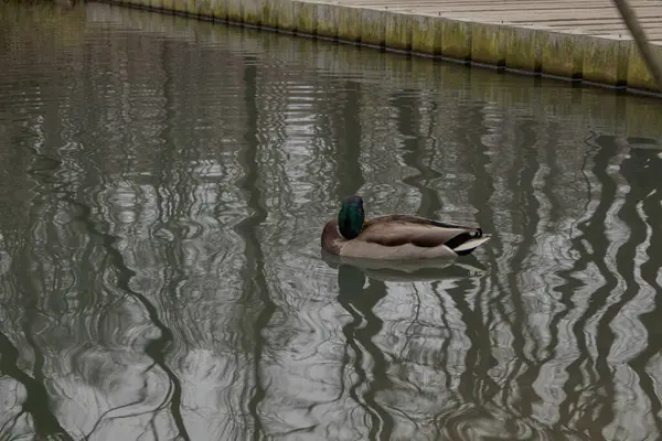 Kharkiv, Ukraine. - November 11, 2023: in the Sarzhyn Yar park, one duck swims in the water in the autumn park