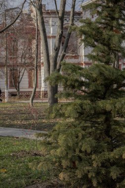 Izyum, Ukrayna - 10 Kasım 2023 Parkta yeşil bir Noel ağacı duruyor ve arkasında yanmış bir okul var