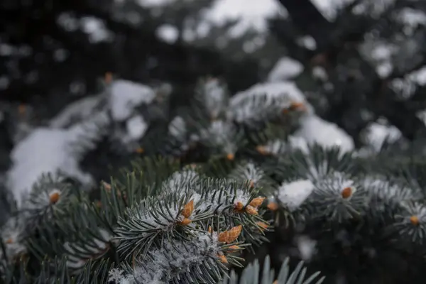 Kiev Ucrânia Novembro 2023 Árvores Natal Cobertas Neve Floresta — Fotografia de Stock