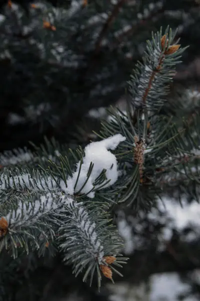 Kiev Ucrânia Novembro 2023 Galhos Árvore Natal Estão Cobertos Neve — Fotografia de Stock
