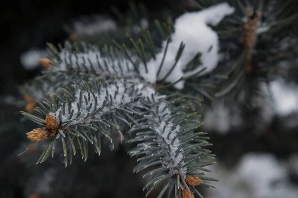 Kiev Ucrânia Novembro 2023 Ramos Verdes Uma Árvore Natal Estão — Fotografia de Stock