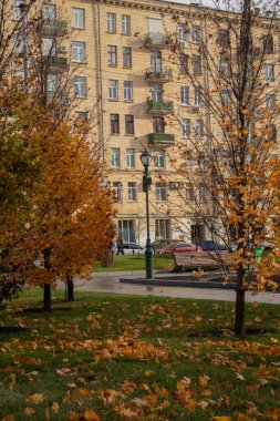 Kharkiv, Ukrayna - 12 Kasım 2023: Güzel sonbahar ağaçları portakal yaprakları döküyor