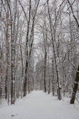 Kyiv, Ukrayna. 1 Aralık 2023 'te, kışın ilk günü şehir karla kaplandı. Güzel karlı orman