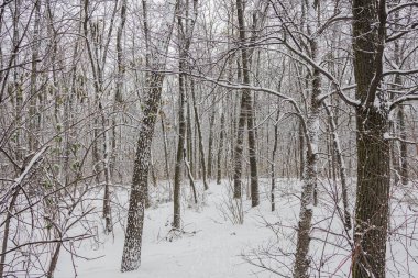 Kyiv, Ukrayna. 1 Aralık 2023, kışın ilk günü karlı bir orman.