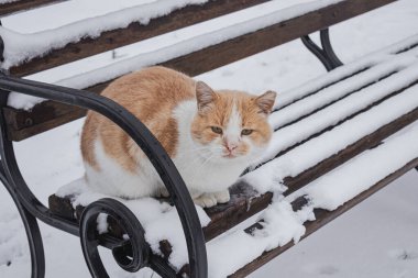 Kyiv, Ukrayna. 01.12.2023: Bir kedi karla kaplı bir bankta oturuyor.