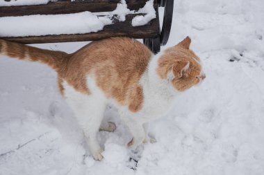 Kyiv, Ukrayna. 01.12.2023: Beyaz kar üzerinde güzel tüylü bir kedi yürüyor