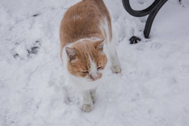 Kyiv, Ukrayna. 01.12.2023: Beyaz kar üzerinde bir kedi yürüyor