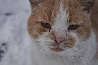 Kyiv, Ukrayna. 01.12.2023: Kedi kameraya bakar.
