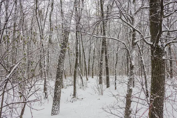 Kiev Ucrânia Dezembro 2023 Uma Floresta Nevada Primeiro Dia Inverno Fotografia De Stock