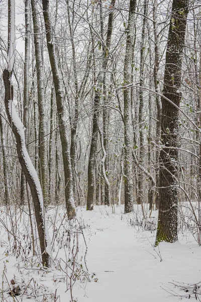 Kiev Ucrânia Dezembro 2023 Uma Floresta Inverno Coberta Neve Primeiro Imagem De Stock