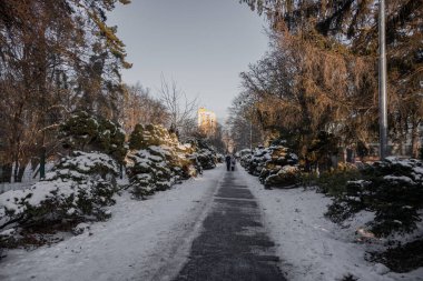 KYIV, UKRAINE - 6 ARALIK 2023 VDNG GÖREVİNDE GÜZEL YAZAR. Şimdi tüm ağaçlar karla kaplanmış durumda. Dışarısı buz gibi, ama güneş parıl parıl parlıyor. SEVGİLİ BİR İKİNCİ PARK YAŞIYOR