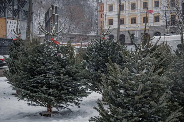 KYIV, UKRAINE - 8 ARALIK 2023: PODILAND 'DA kar kaplı şehrin girişinde FRESH Hristiyan ağaçlarının satışı başladı. İnsanlar gelir ve eve kabarık tüylü ağaçlar satın alır. SATIŞ ZHYTNIY MARKET YAKINDA