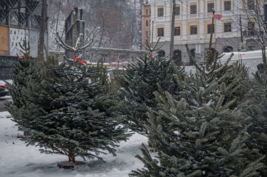 Kyiv, Ukrayna - 8 Aralık 2023: Taze Noel ağaçlarının satışı Podil 'de karla kaplı şehrin merkezinde başladı. Güzel Noel ağaçları, pofuduk karların düştüğü sokakta satılır.