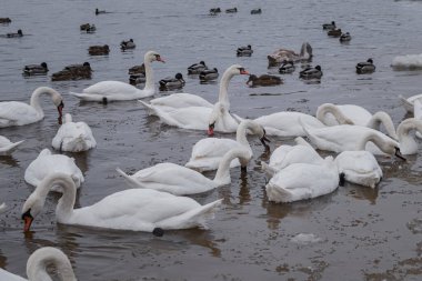 Kyiv, Ukrayna - 7 Ocak 2024: Birçok ördek ve kuğu Dnipro setinde yaşar. Nehir donmuş ama kuşlar evlerine sadıktır ve uçup gitmezler. İnsanlar her zaman onları beslemeye gelir..