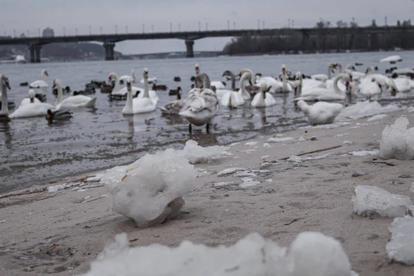 Kyiv, Ukraine - January 7, 2024: Many ducks and swans live on the Dnipro embankment. The river is frozen, but the birds are faithful to their home and do not fly away. People always come to feed them.