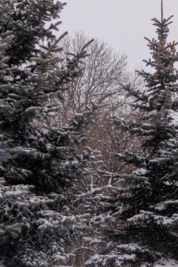 Kyiv, Ukrayna - 20 Ocak 2024: Borshchagivka 'nın rahat uyku bölgesi. İnsanlar boş günlerinde parkta yürüyorlar. Yunist Park 'ta bir sürü farklı ağaç var. konut binalarının yanında yer almaktadır