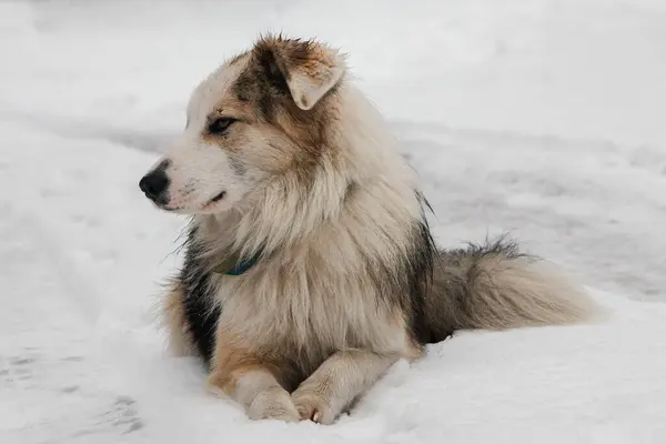 Kyiv, Ukraine - February 3, 2024. Heavy snow fell in the city in the morning. a beautiful big fluffy dog went for a walk and sits on the white snow looking around. beautiful white snow.