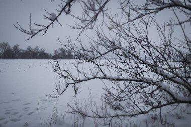 Kyiv, Ukrayna - 10 Şubat 2024, kasvetli ve gri hava. Biraz kar yağıyor da. Karla kaplı beyaz, temiz bir tarla. Ağaçlar ve dallar da karla kaplıdır. Biraz uzak sis görülebilir. Her şey gri.