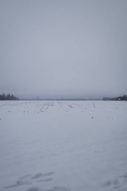 Kyiv, Ukrayna - 10 Şubat 2024, kasvetli ve gri hava. Biraz kar yağıyor da. Karla kaplı beyaz, temiz bir tarla. Ağaçlar ve dallar da karla kaplıdır. Biraz uzak sis görülebilir. Her şey gri.