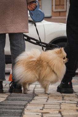 Kyiv, Ukrayna. 24 Şubat 2024. Bakıcılar ve akrabalar şehir merkezine ellerinde posterlerle geldiler. Neredeyse iki yıldır Ruslar tarafından esir tutulan savaş esirlerinin geri dönmesi için çağrıda bulundular.