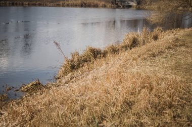 Pushcha-Vodytsia, Ukrayna. 22 Şubat 2024 'te güneş kışın son günlerinde parlar. Ormanda inanılmaz bir güzellik. Doğada iyileşmek için birçok sanatoryumu olan bir şehir. Yakınlarda göller var..