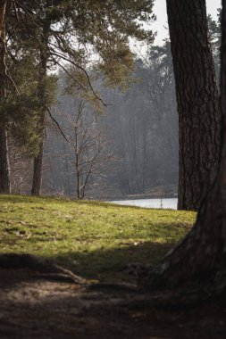 Pushcha-Vodytsia, Ukrayna. 22 Şubat 2024 'te güneş kışın son günlerinde parlar. Ormanda inanılmaz bir güzellik. Doğada iyileşmek için birçok sanatoryumu olan bir şehir. Yakınlarda göller var..