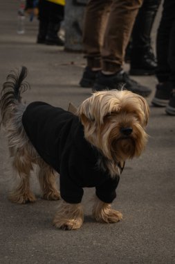 Kyiv, Ukrayna. 3 Mart 2024 'te birçok insan, iki yıldır Rusya' da tutsak olan 