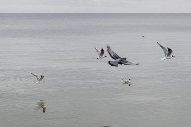 Odesa, Ukrayna. 20 Mart 2024 'te birçok güvercin ve martı, gri gökyüzü ve Karadeniz' in arka planına karşı uçar. Güzel manzara Deniz kenarındaki serin hava.