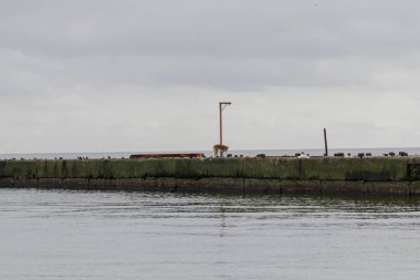 Odesa, Ukrayna. 20 Mart 2024, bulutlu bir günde, insanlar deniz kıyısında yürüyorlar ve birçok kuş uçuyor. Yakınlardaki güzel mimari.