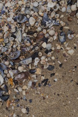 Odesa, Ukrayna. 20 Mart 2024 'te Karadeniz seddi üzerinde birçok farklı ve renkli deniz kabukları bulunmaktadır. Denize yakın kumlara uzan.