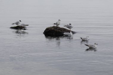 Odesa, Ukrayna. 20 Mart 2024 'te birçok güvercin ve martı, gri gökyüzü ve Karadeniz' in arka planına karşı uçar. Güzel manzara Deniz kenarındaki serin hava.