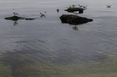 Odesa, Ukrayna. 20 Mart 2024 'te birçok güvercin ve martı, gri gökyüzü ve Karadeniz' in arka planına karşı uçar. Güzel manzara Deniz kenarındaki serin hava.