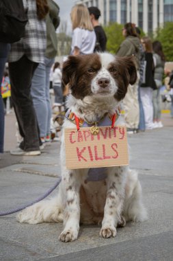 Kyiv, Ukrayna. 14 Nisan 2024 'te, her pazar, insanlar Rus esaret altındaki mahkumlar için harekete geçerler. Azov 'un ordusu, iki yıldır tutsak.