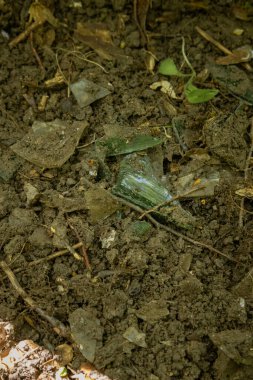 Kyiv, Ukrayna. 21 Nisan 2024. İzinli bir günde, insanlar Holosiivsky Parkı 'nda toplanarak hayvanların temiz bir ortamda yaşamasını sağladılar. Parktan bir sürü çöp çıkarıldı. Bir şehirde 100 'den fazla insan birleşti.