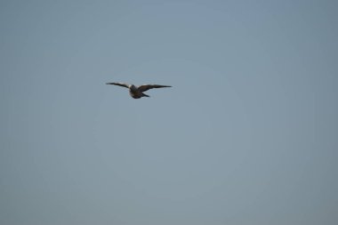 Gökyüzünde uçan bir güvercin