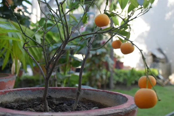 Pianta Arancione Giardino — Foto Stock