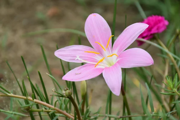 stock image flower in the garden