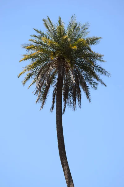 Palm Tree Blue Sky — Stock Photo, Image