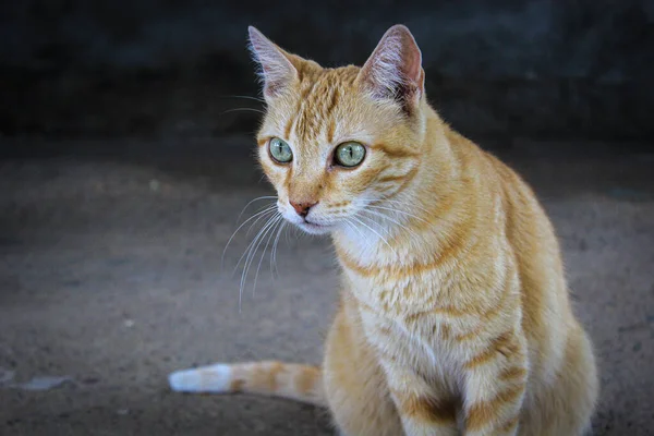 Büyük gözlü ve koyu arkaplan sahibi güzel sarı tekir kedisi, Hermosa gata atigrada de color amarillo con ojos grandes y fondo oscuro.