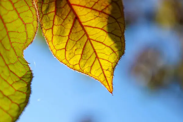 Odaklanmamış gökyüzünün mavimsi arka planına sahip yaprakların yakın plan: Primer plano de hojas con fondo azulado de cielo desenfocado.