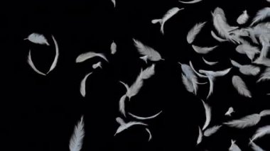 Alfa kanallı beyaz tüylü uçan daire.