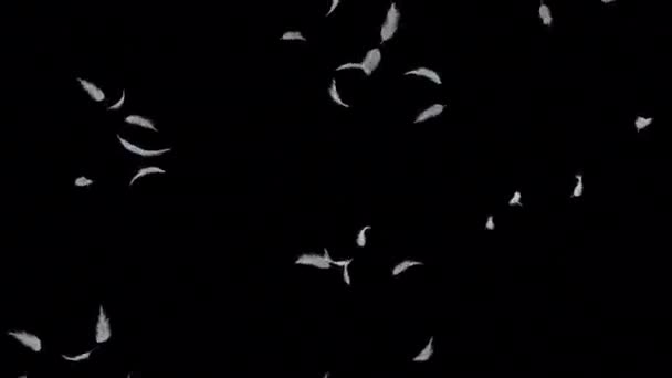 Alfa Kanalıyla Beyaz Tüylü Üfleme Geçişi — Stok video