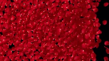 Kırmızı gül yaprakları uçuşan geçiş 4K 'da alfa arkaplanında görünüyor