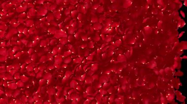 Kırmızı gül yaprakları uçuşan geçiş 4K 'da alfa arkaplanında görünüyor