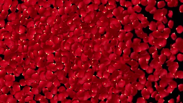 赤バラの花びらが4 Kのアルファ背景に現れる — ストック動画