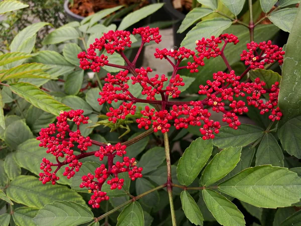 Rostlina Červený Bezinky Leea Rubra Červených Květin — Stock fotografie